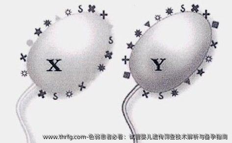色弱患者必看：试管婴儿遗传筛查技术解析与备孕指南