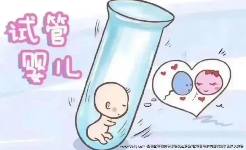 泰国试管哪家医院好怎么联系?试管囊胚的内细胞团是否越大越好