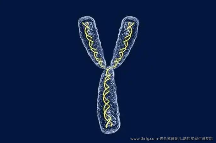陈仓试管婴儿:助您实现生育梦想