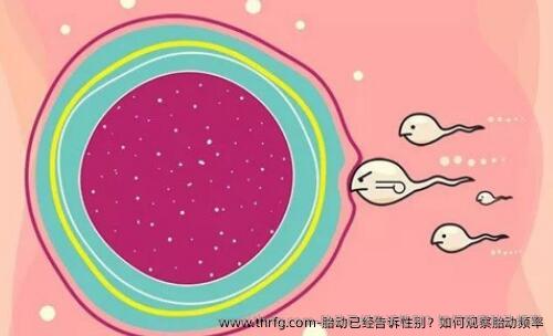 胎动已经告诉性别？如何观察胎动频率