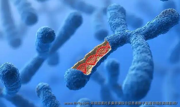 环境因素对多囊卵巢综合征患者卵子发育有哪些具体影响?