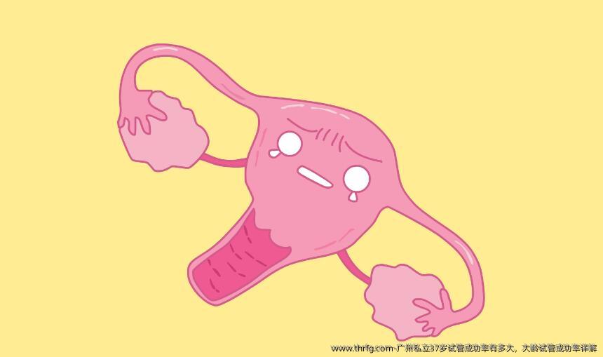 广州私立37岁试管成功率有多大，大龄试管成功率详解