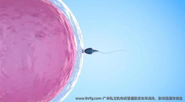 广州私立机构试管囊胚成功率高吗，影响因素有哪些