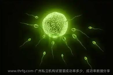 广州私立机构试管婴成功率多少，成功率数据分享