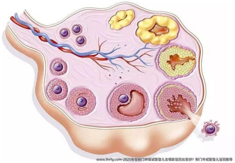 2025年在荆门市做试管婴儿去哪家医院比较好？荆门市试管婴儿医院推荐