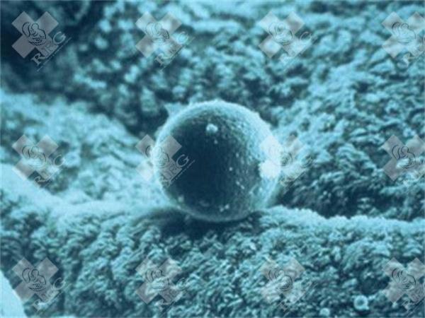 泰国试管婴儿技术排名第几？一文带你了解！