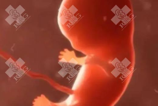 泰国试管婴儿成功率有多高？2025年新数据分析