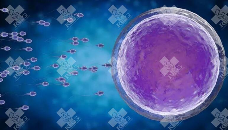 2025年泰国试管婴儿的费用是多少？要多少钱？