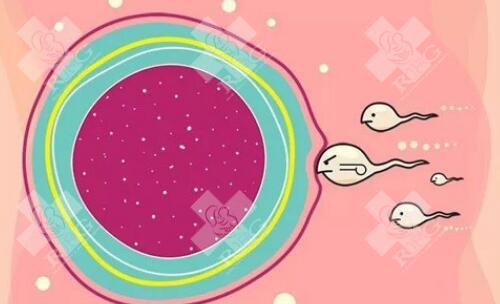 试管婴儿成功率受哪些因素影响？冻胚移植前需要做什么准备？